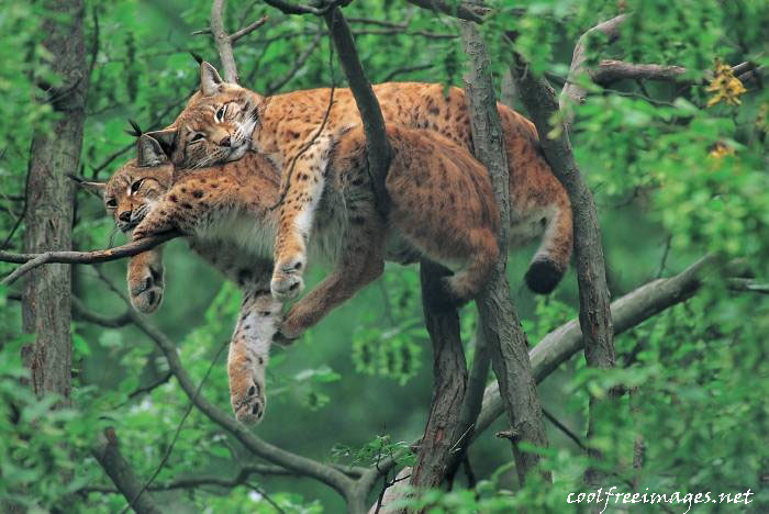 Animal: Cheetah Images