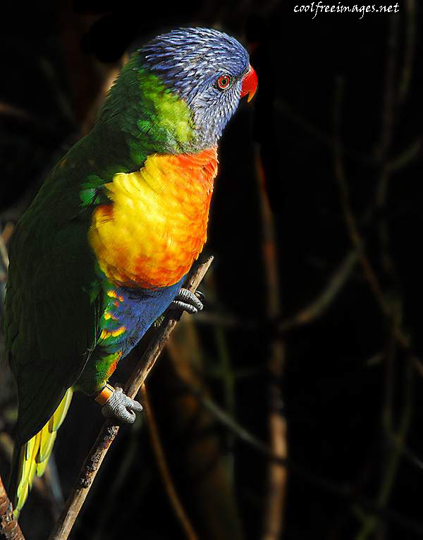 Birds: Free Parrot Images