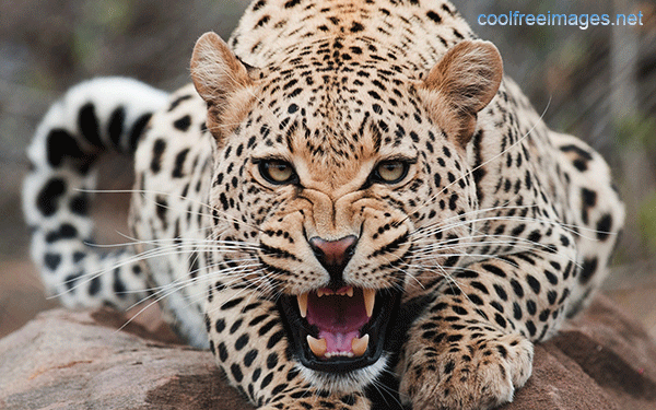 Animals: Best Cheetah Pictures