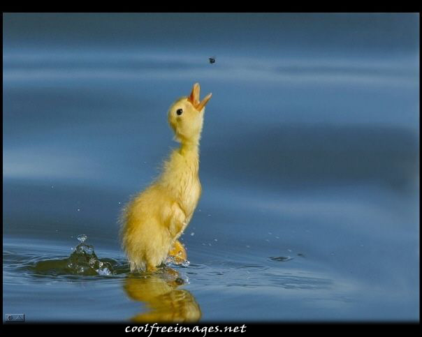 Birds: Free Online Images