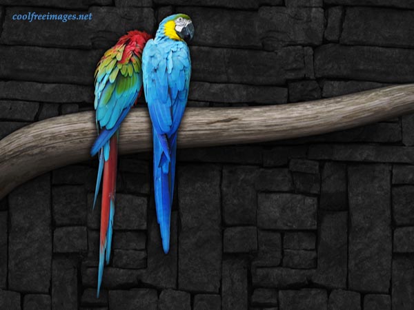 Birds: Free Online Parrot Images