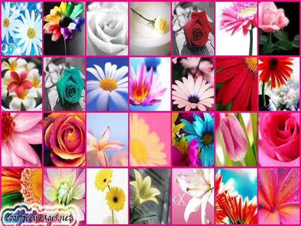Best Flowers Images