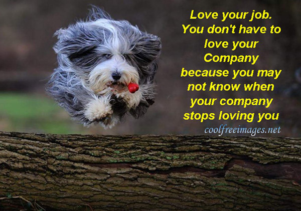Love your job. Dont love your company because you may not know when your company stops loving you